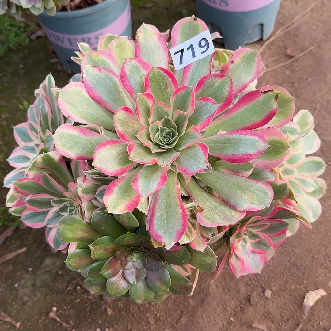 多肉植物布加迪719