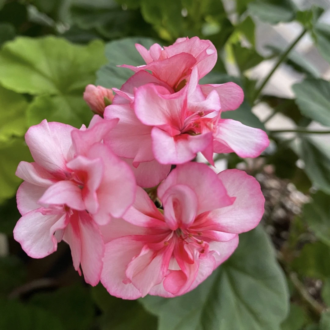 （茶美人) 直立重瓣大花型天竺葵（带花苞包对版）
