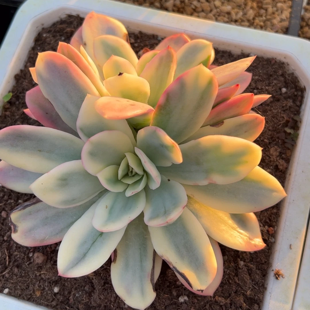 s****夜神锦多肉植物12