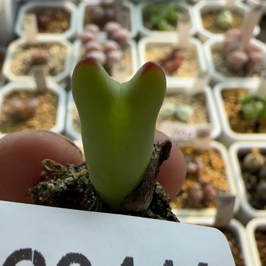 【闪购商品】-*y20446