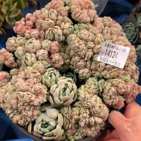 律**风贝瑞缀14124多肉