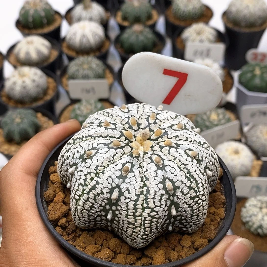 明**白奇迹之门之三在我心里