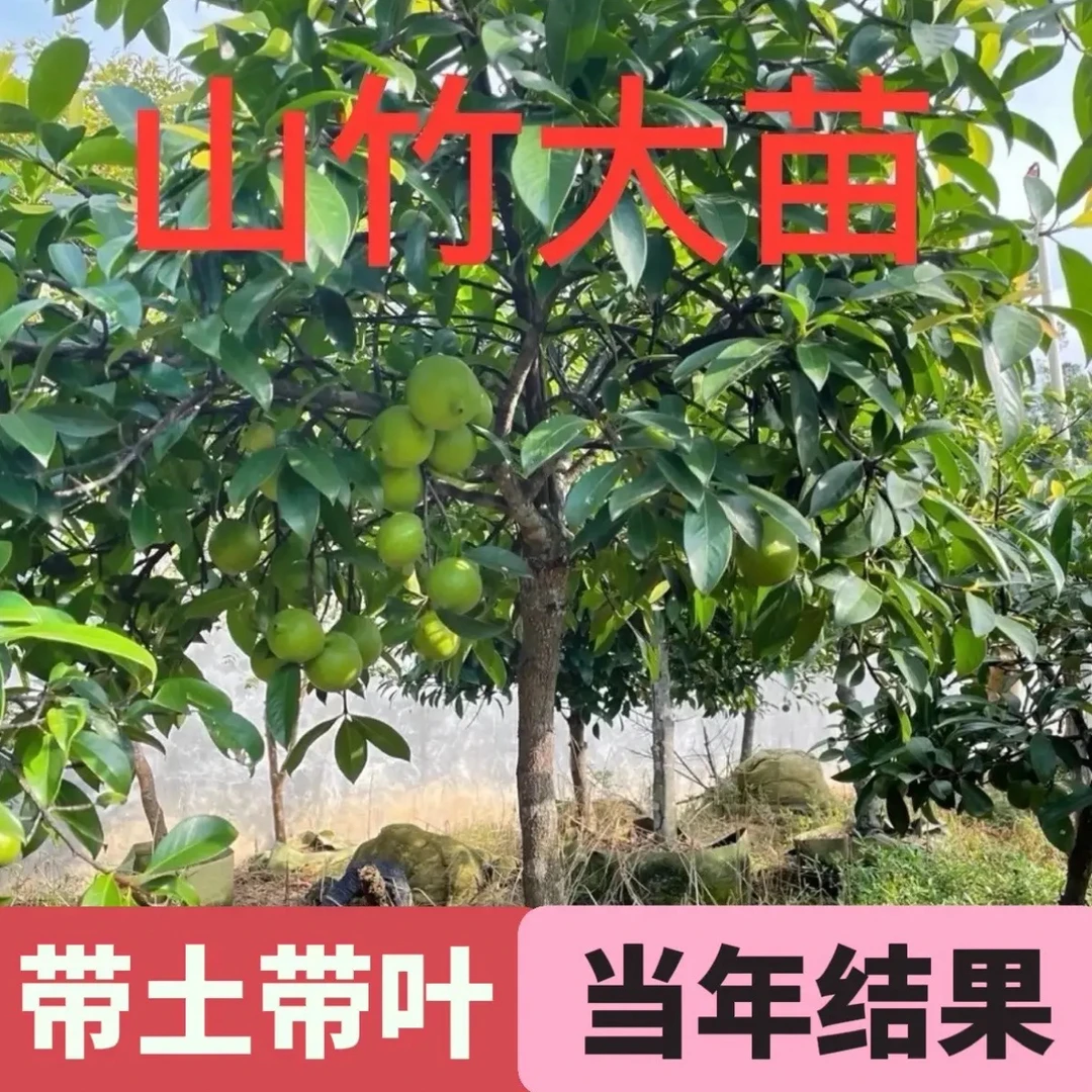 正宗山竹树苗改良无籽泰国山竹苗当年结果盆栽南北方种植耐寒好种