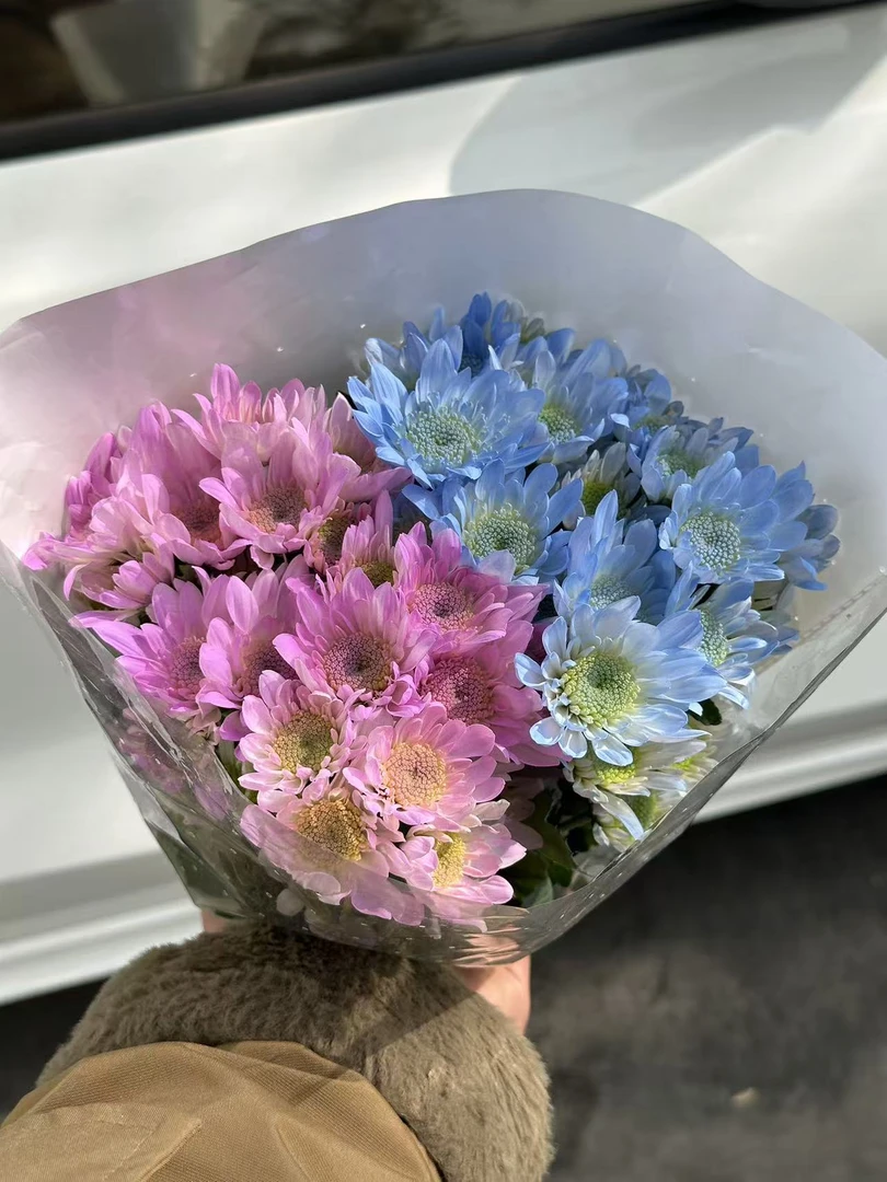 【顺丰发货】双色喷色雏菊鲜花1-4单一个运费自选
