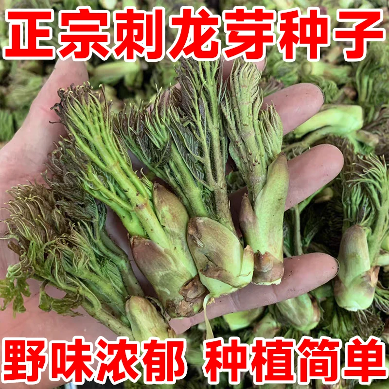 刺龙芽菜种子刺龙芽苞种子四季阳台小院盆栽高产刺老芽籽简单种植