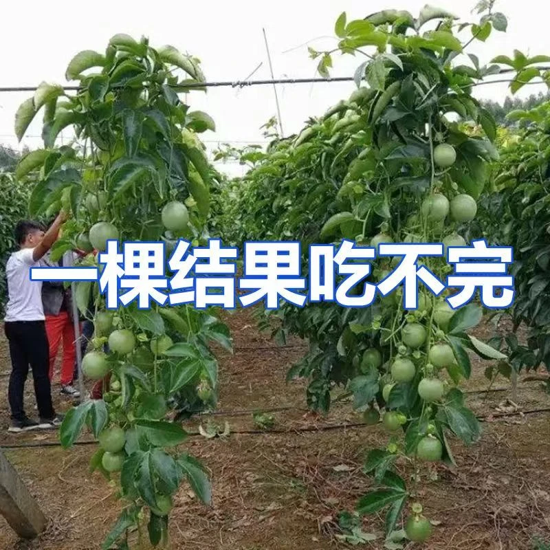 百香果苗黄金紫香百香果树果苗四季爬藤南方果苗盆栽地栽当年结果