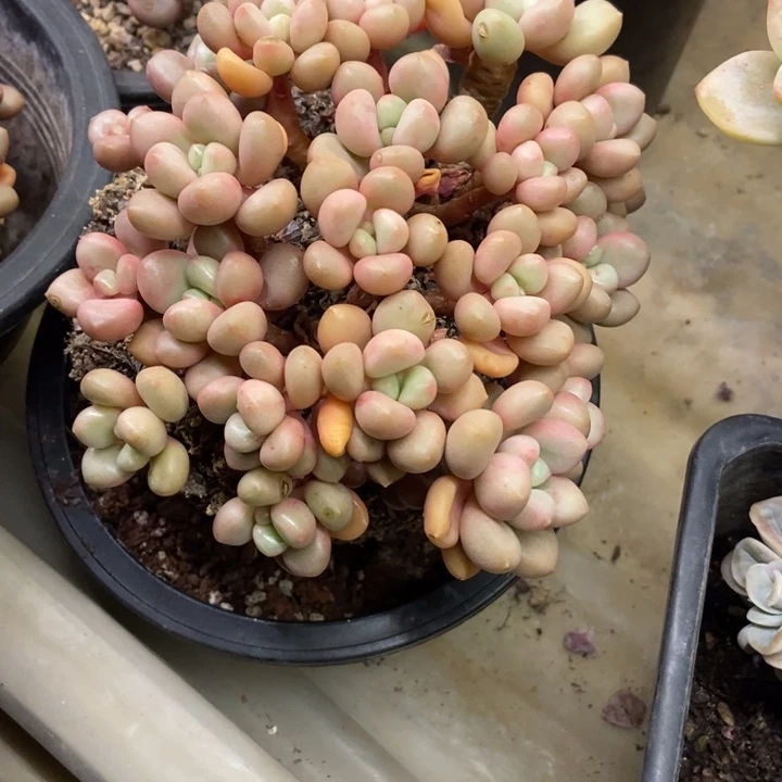 1***0多肉植物一物一拍