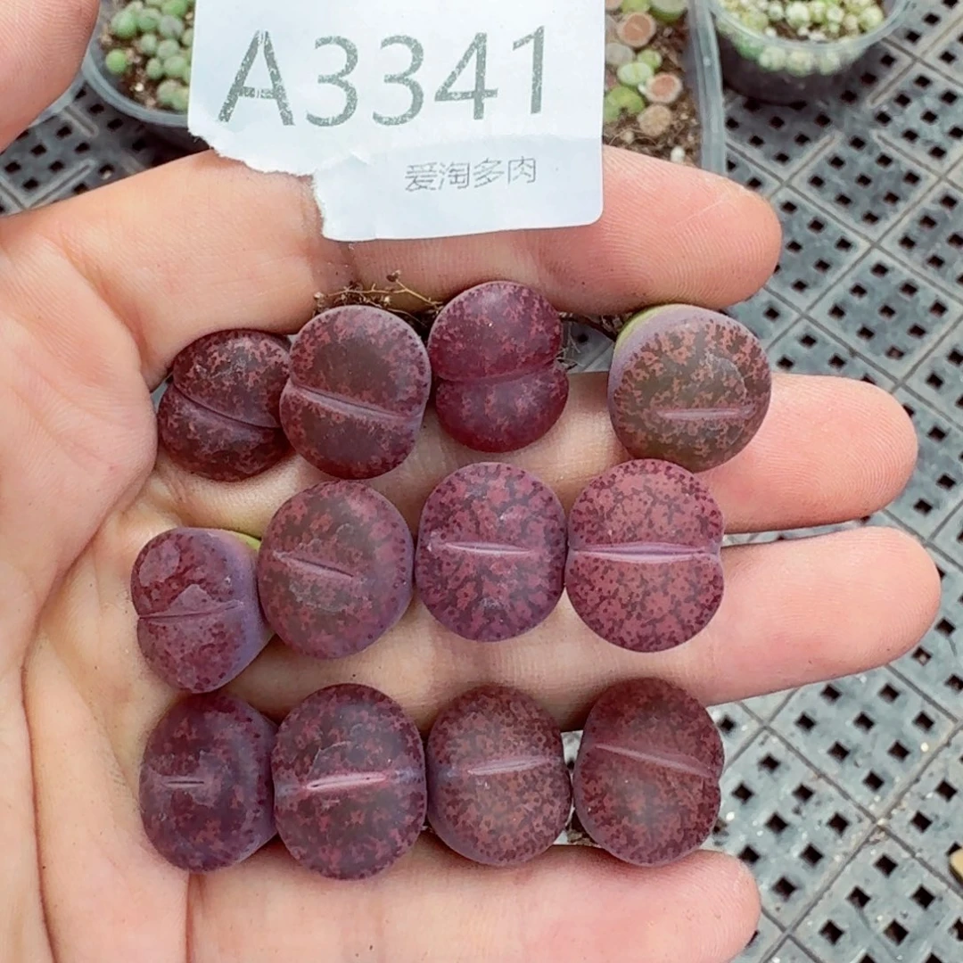 3341——-生石花 肉锥