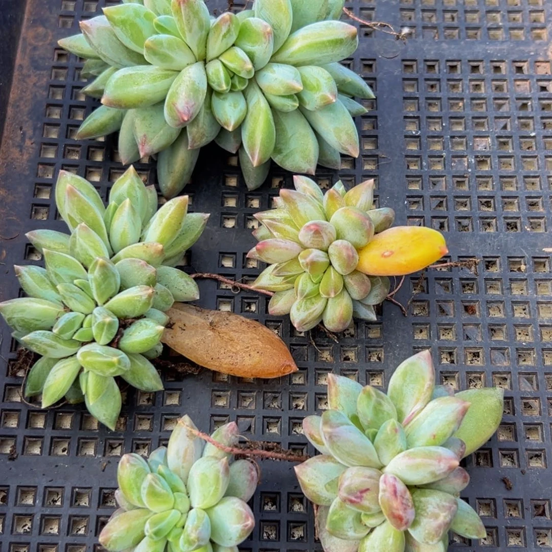 5颗一组 大小不等随机同品