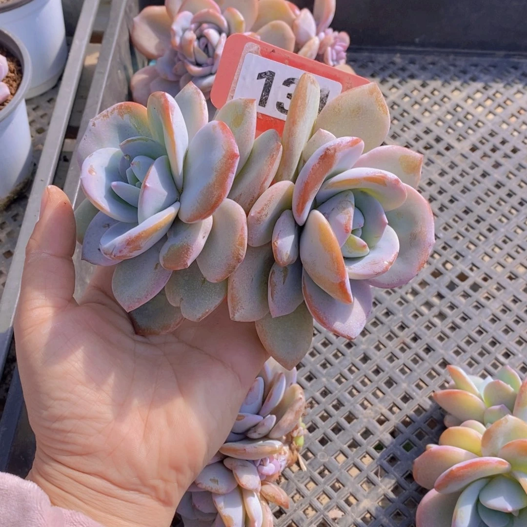 甜**i131 佐罗园艺多肉植物