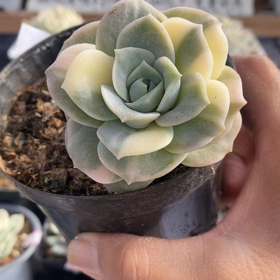 15204 可爱玫瑰花脸锦