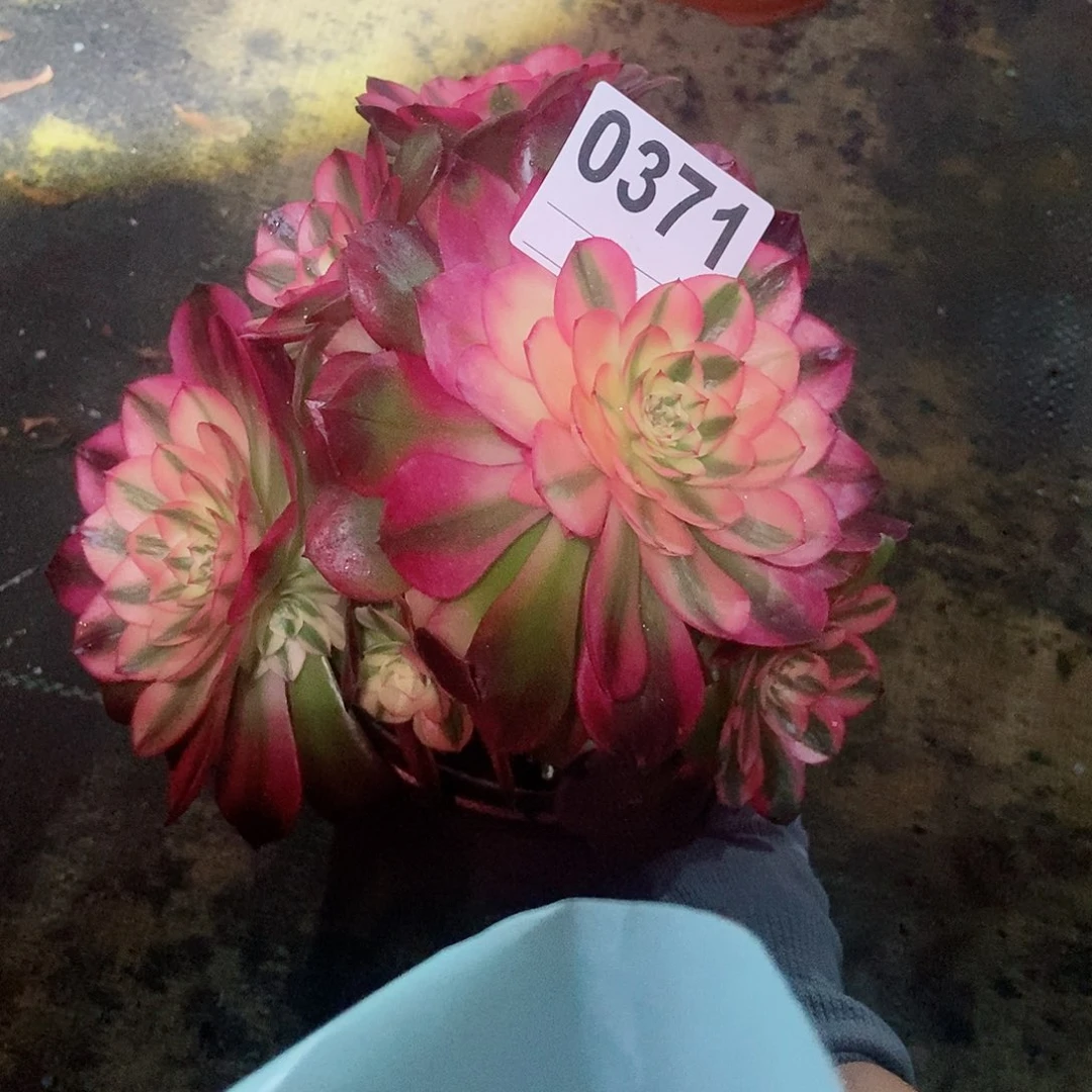 红陶0371荔枝3冠服16.7