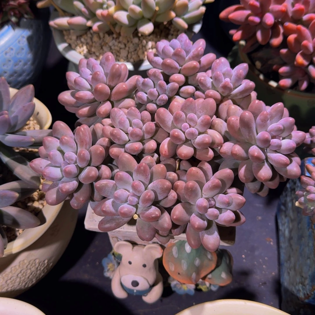 汤圆 平头群 一物一拍