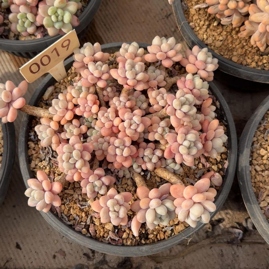 0019。       鱼子酱多肉