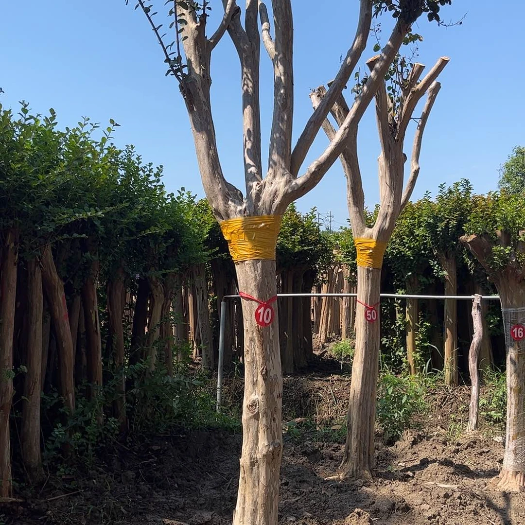 唐***哥当前无花栽培后可以开花