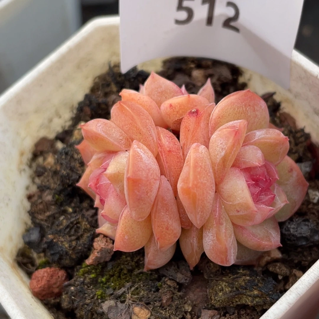 512号糖心冰心珍妮