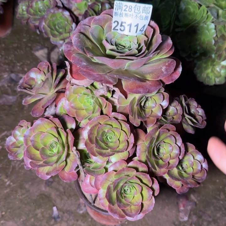 25114魅金玫瑰多肉植物