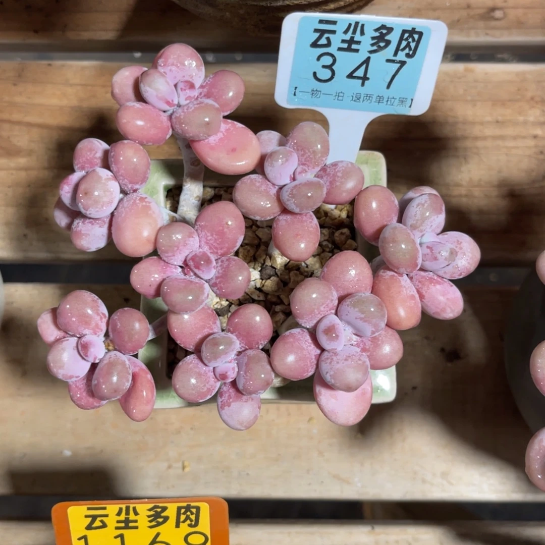 S***e云尘多肉一物一拍347不含盆，