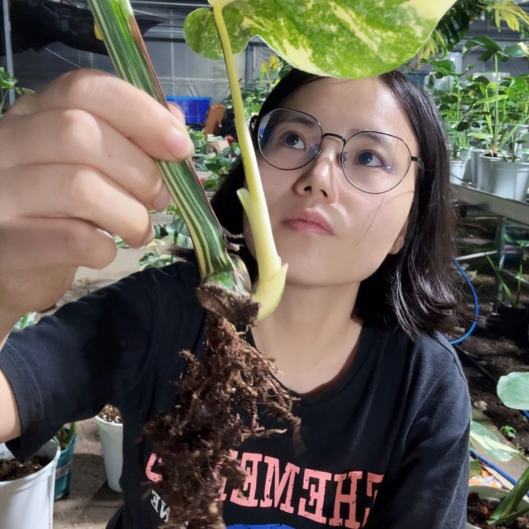 无花朵C*M焦糖布丁一物一拍