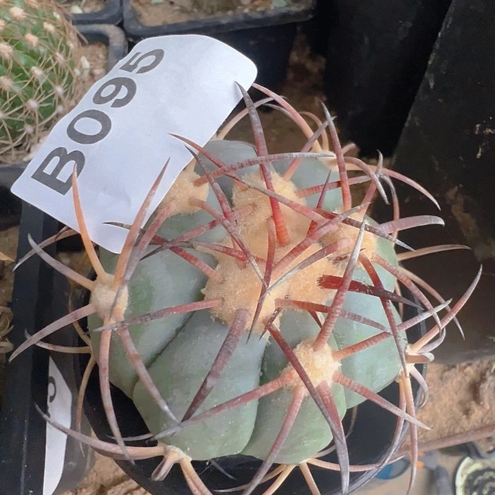 花王。  自根。