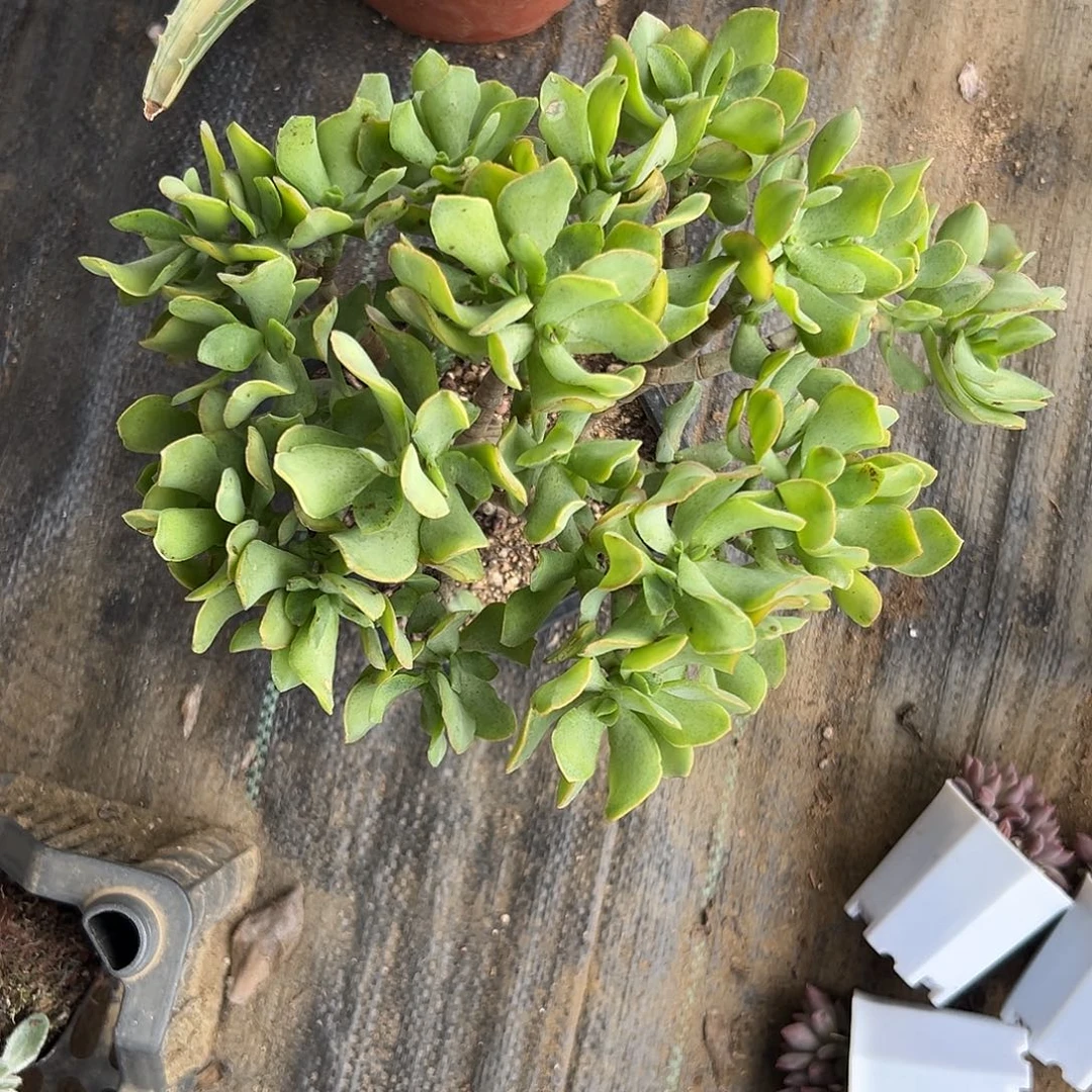 多肉植物海带知更鸟