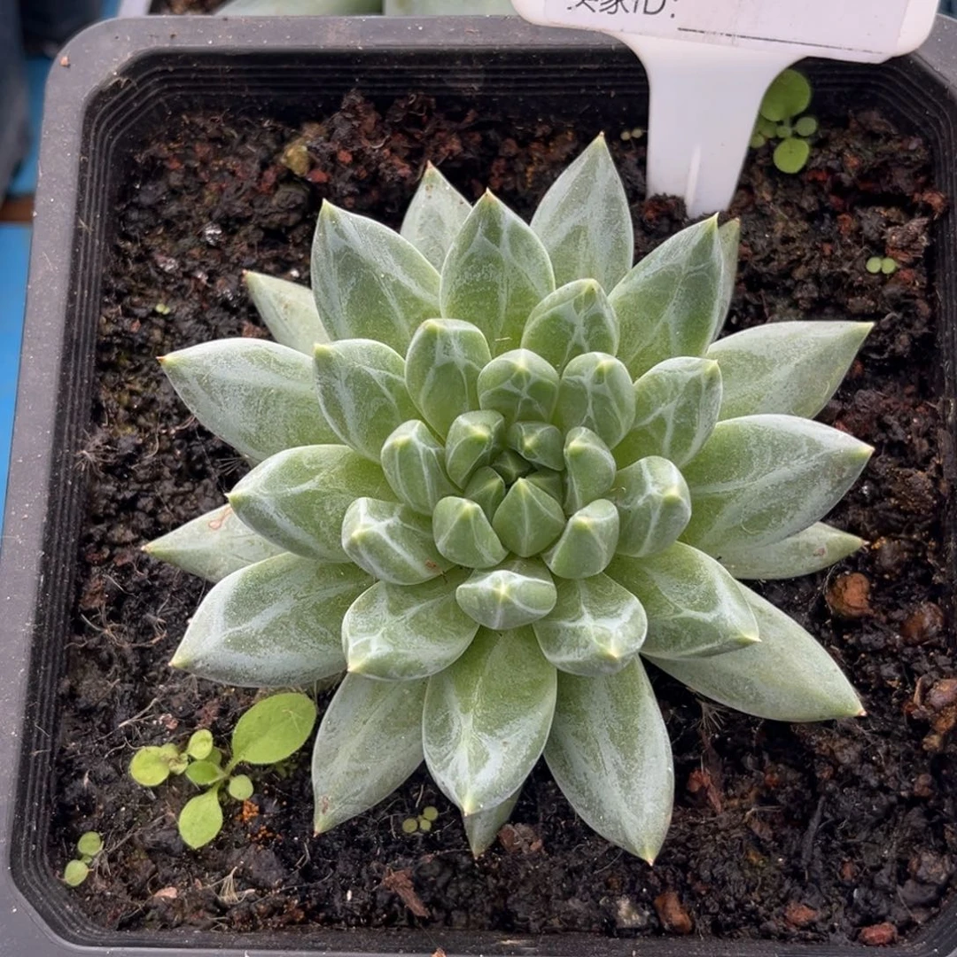 美人系优选多肉植物973