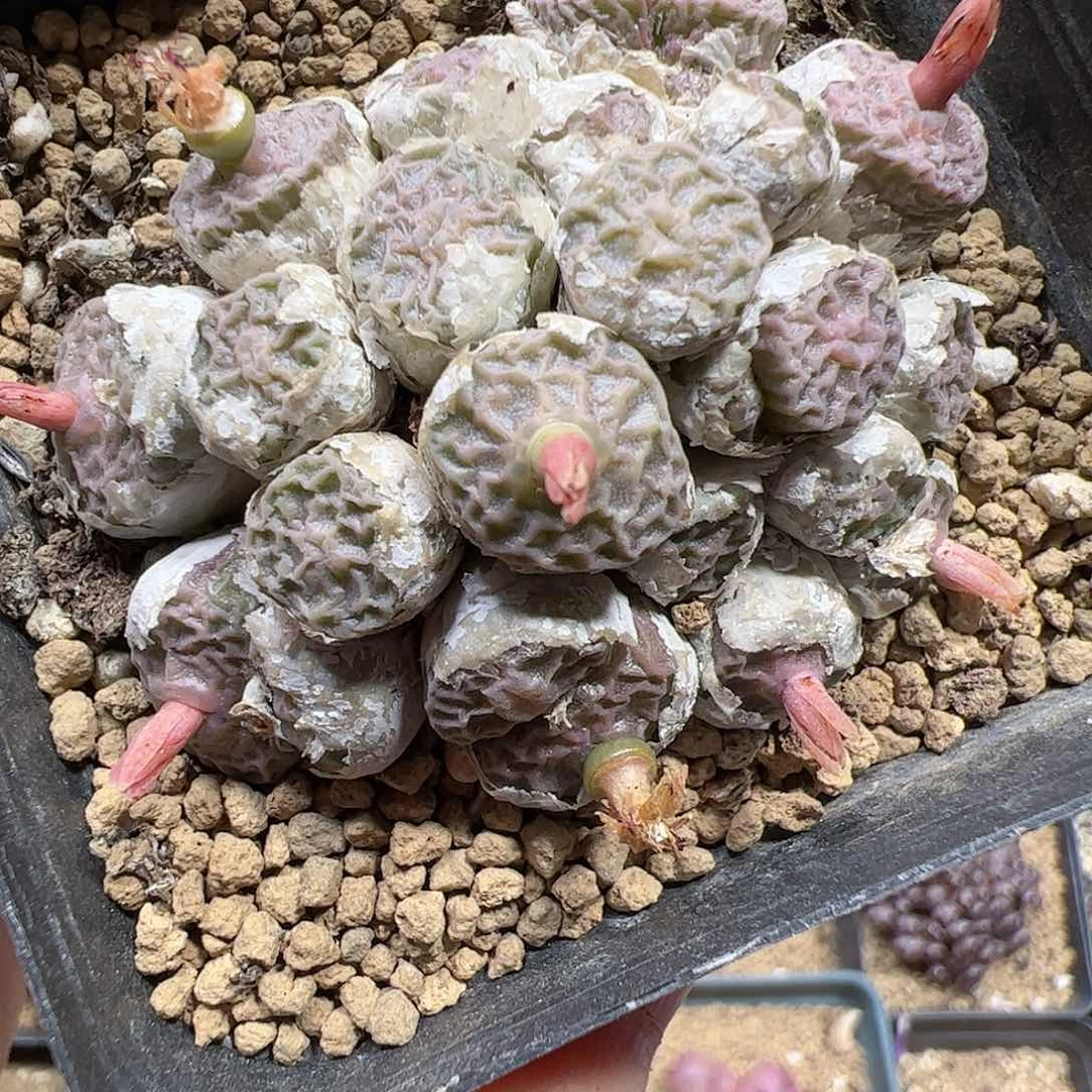 【闪购商品】244 超烧pvb9479