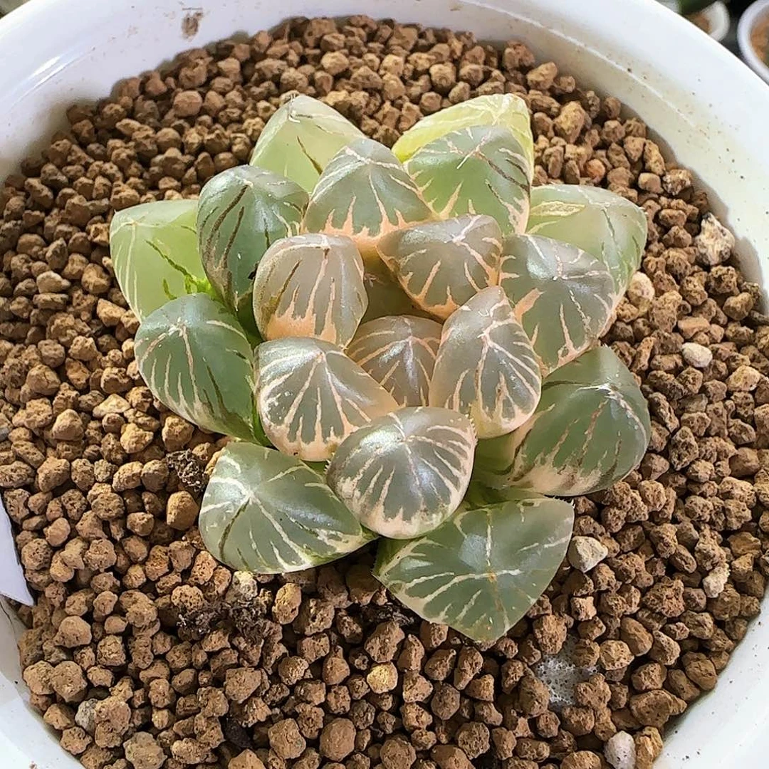 347号糊斑紫王玉露锦一物一拍带盆