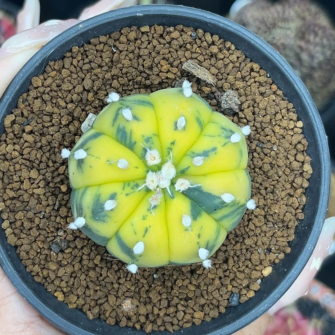 李*兜锦 带盆土发货