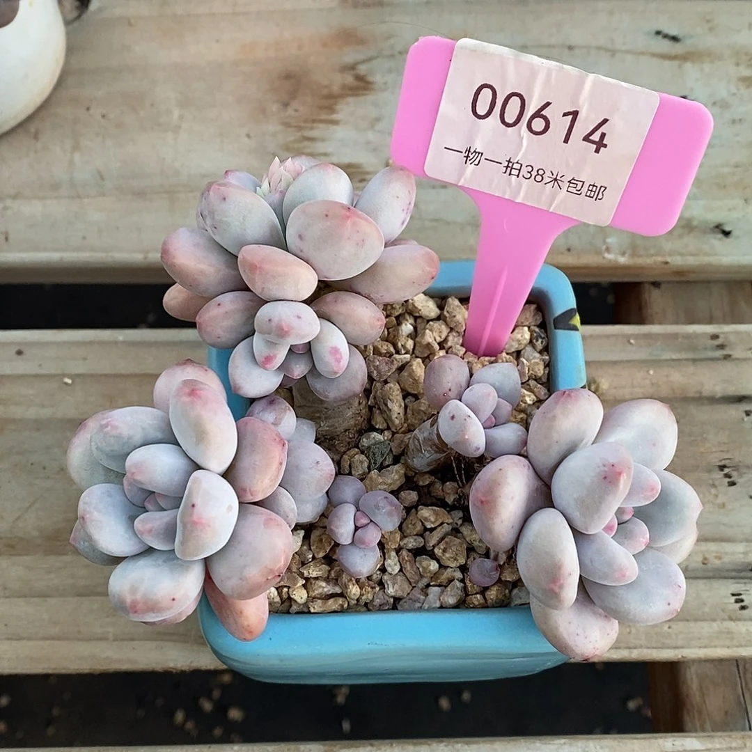 00614凑图想咯哦哦哦哦