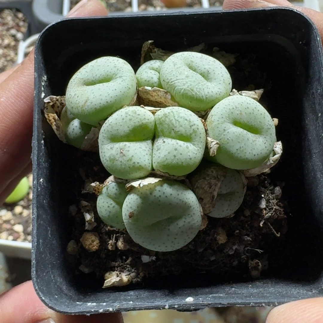 225。饼群一颗。11头。带盆土