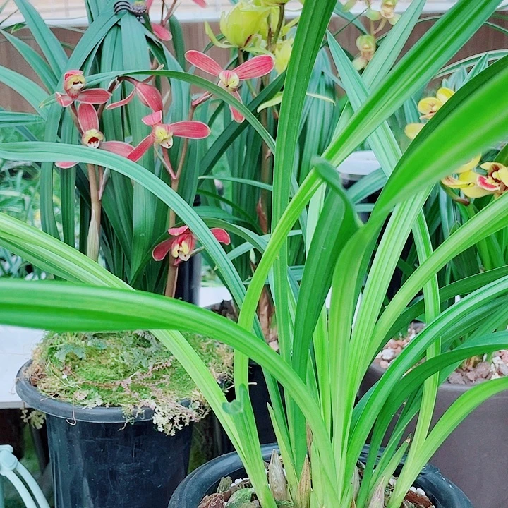 吖***！完全开放一物一漂亮