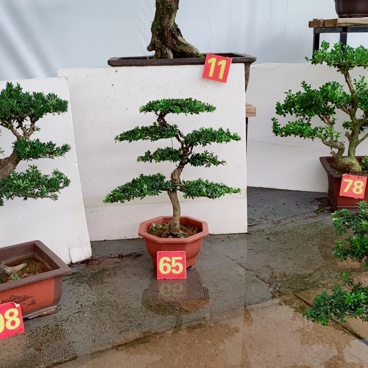 无花朵青芽珍珠罗汉松盆景