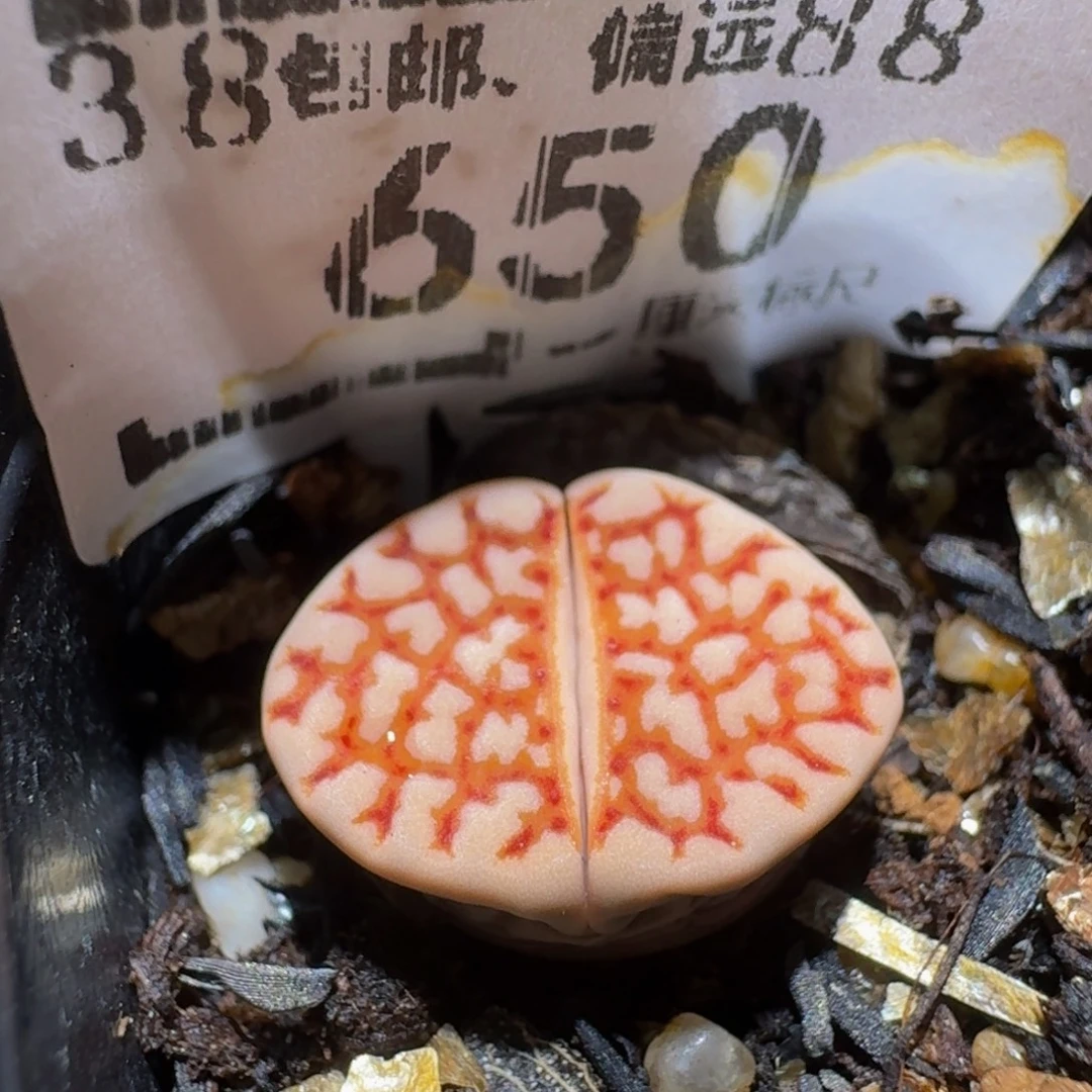 Sssss精品生石花650