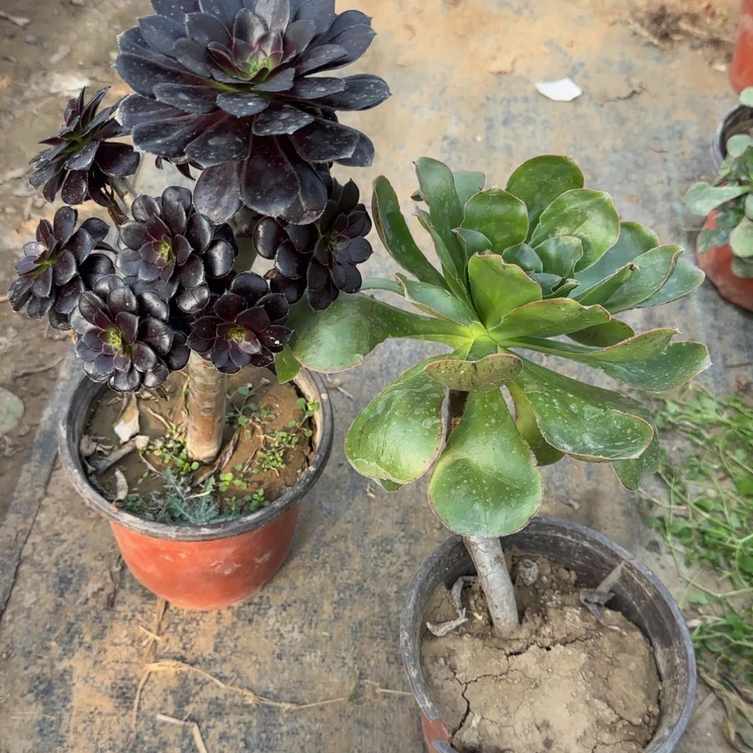 墨豆604+艳姿164满20包邮断枝不包