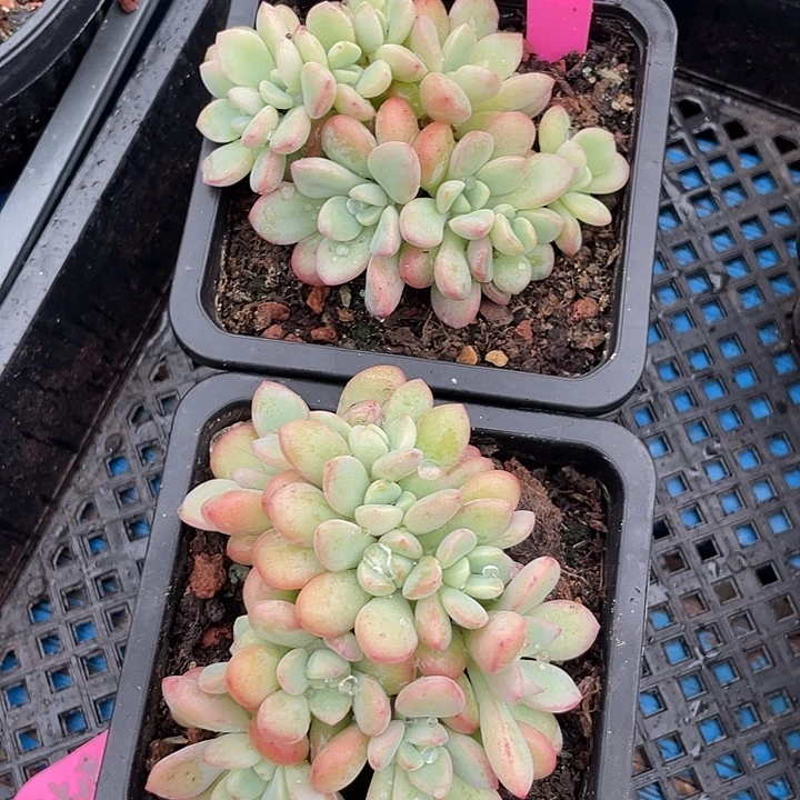 冰清玉洁缀化多肉植物58