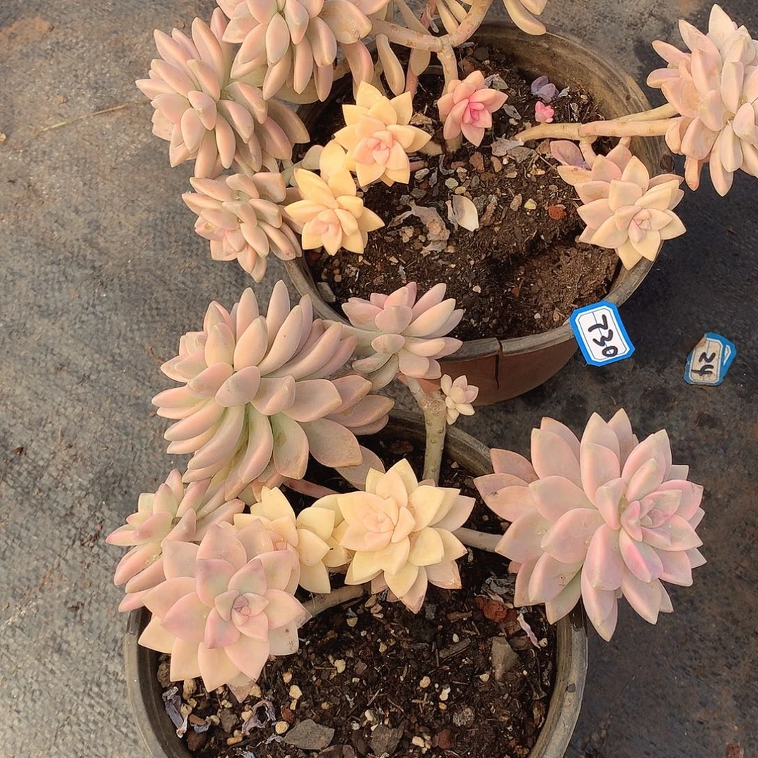 730-731两颗 一物一拍多肉