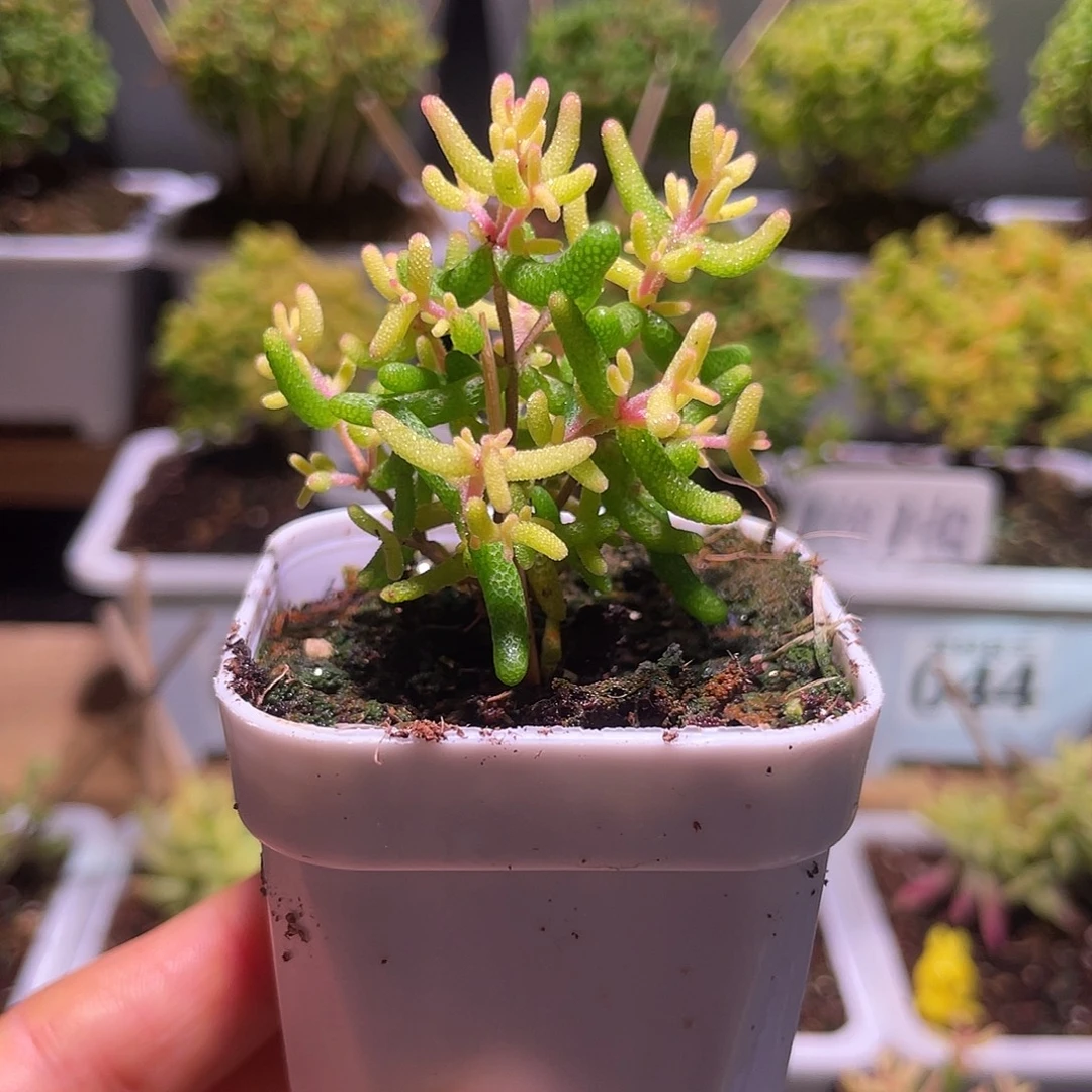 03枝干番杏飞机猪