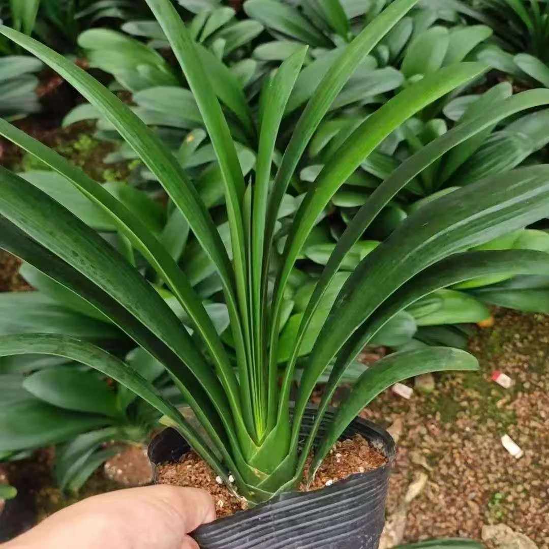 君子兰【10叶以上】室内盆栽绿植好养活四季开花