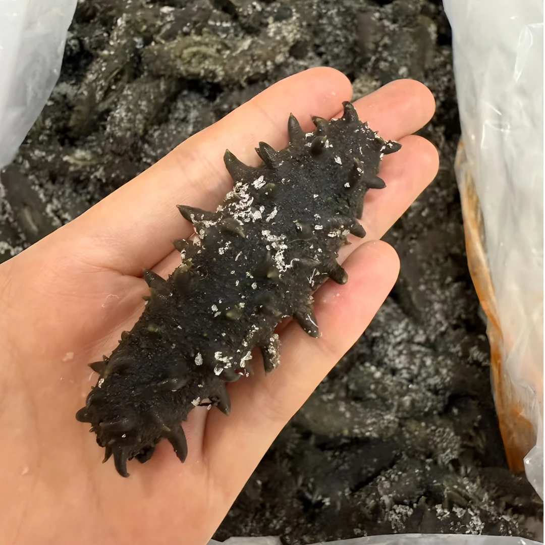 【大火半干】滋补养生高品质辽刺参老参友可拍大参王（10-海参礼盒