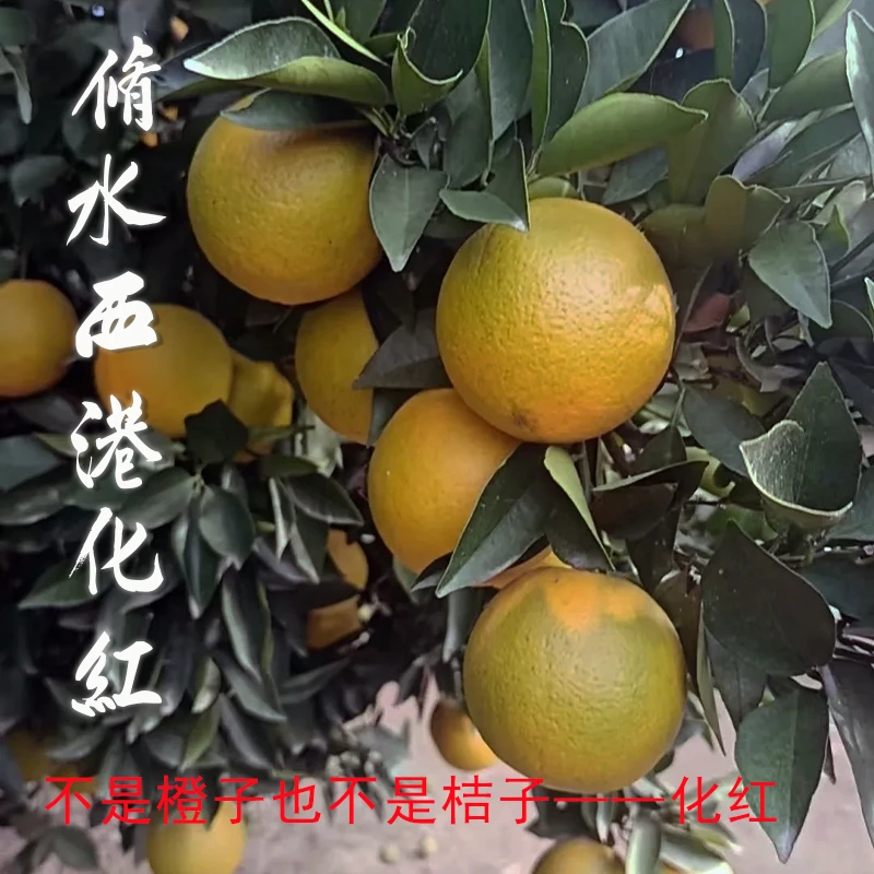 修水特产西港化红特色农产品