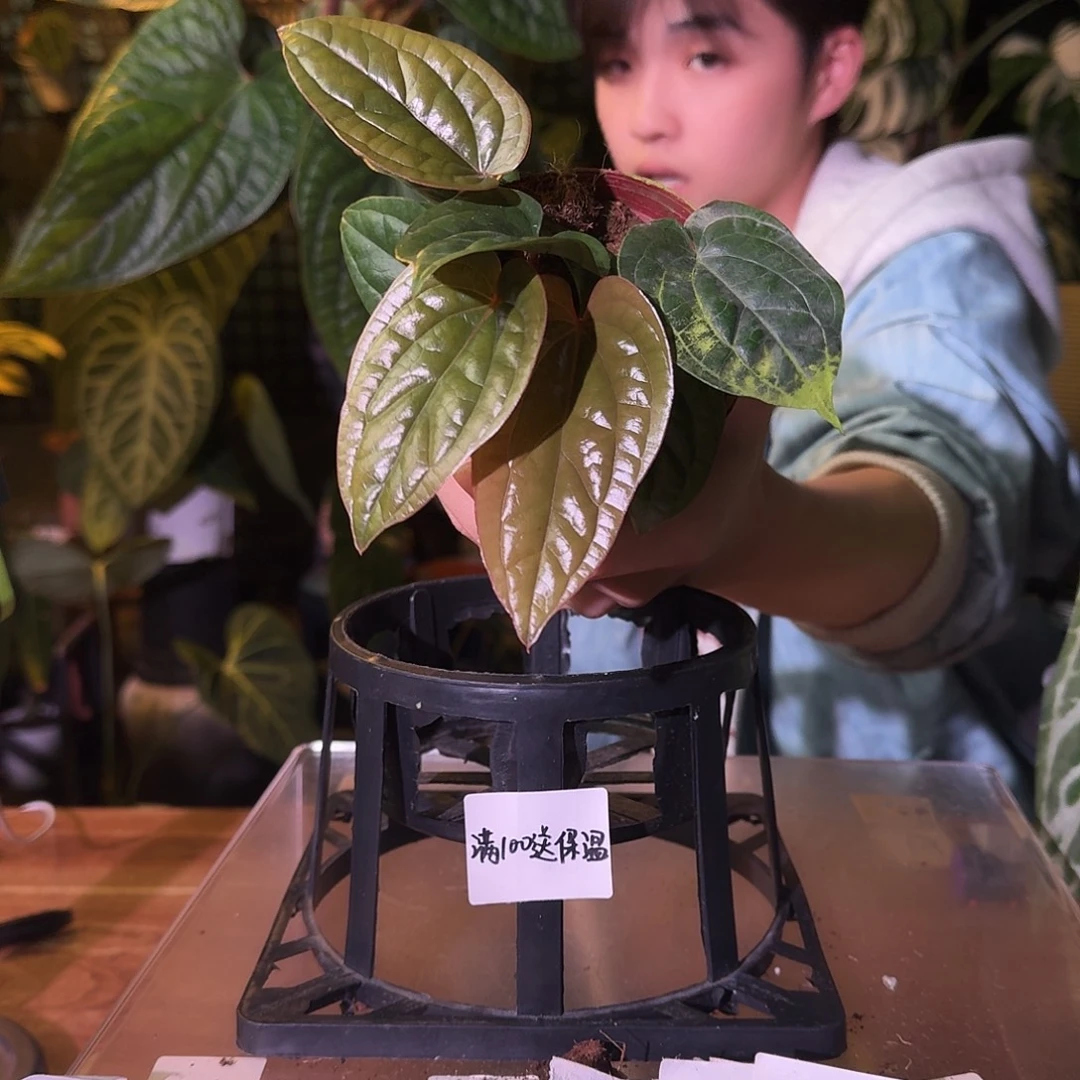 不开花植物H226恶魔花烛