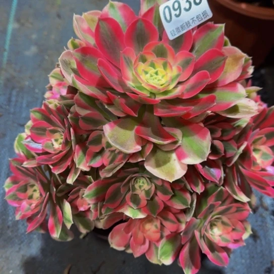 粉女巫09388888888