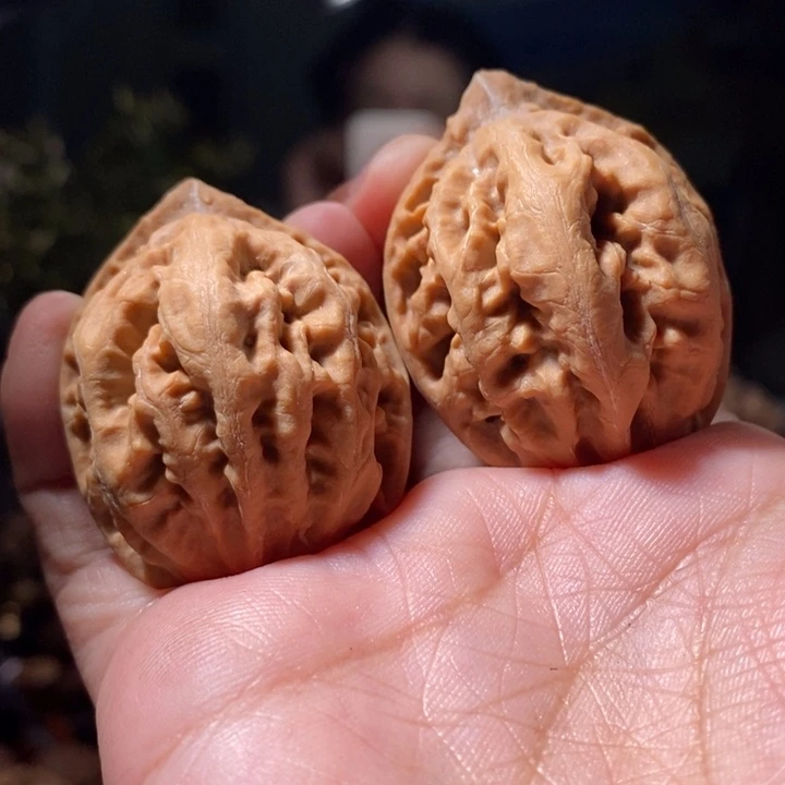 把件文玩核桃东北楸子小路342