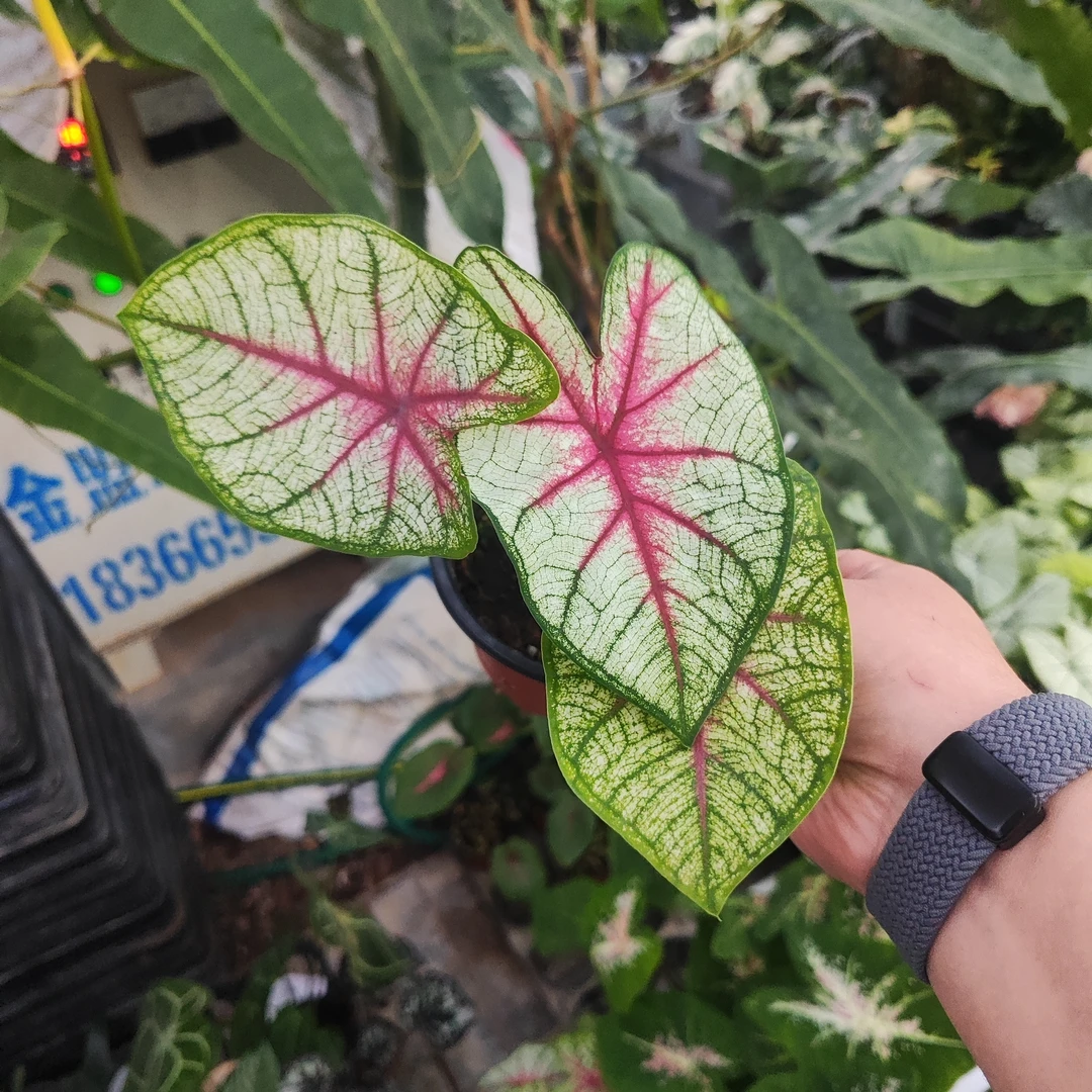 小盆幻想曲彩叶芋室内观叶植物网红ins风懒人绿植