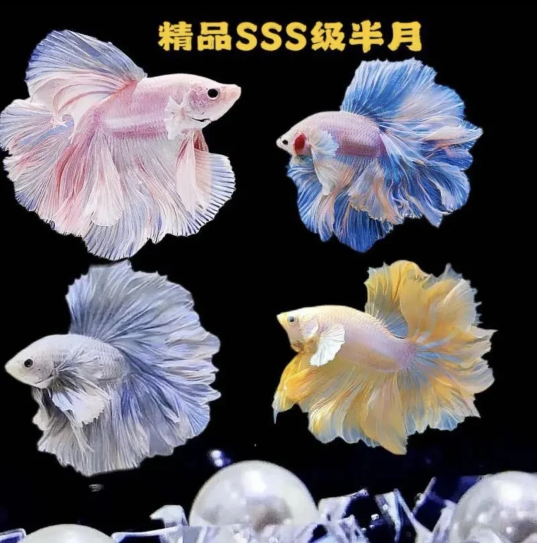 泰国随机颜色精品斗鱼