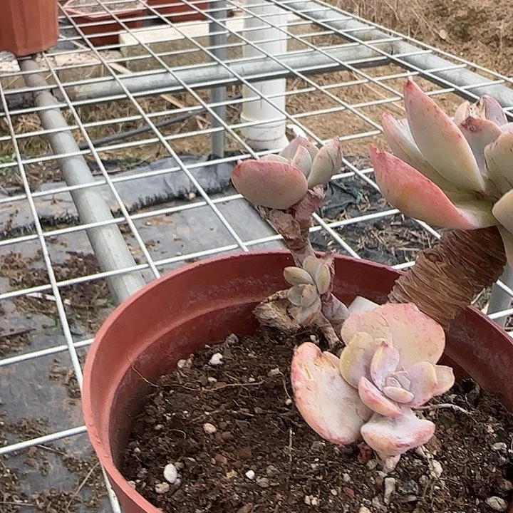 Y*760白凤脱土发货不退不换