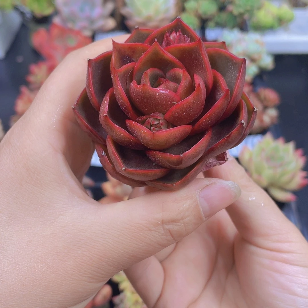 多肉无土栽培多肉植物