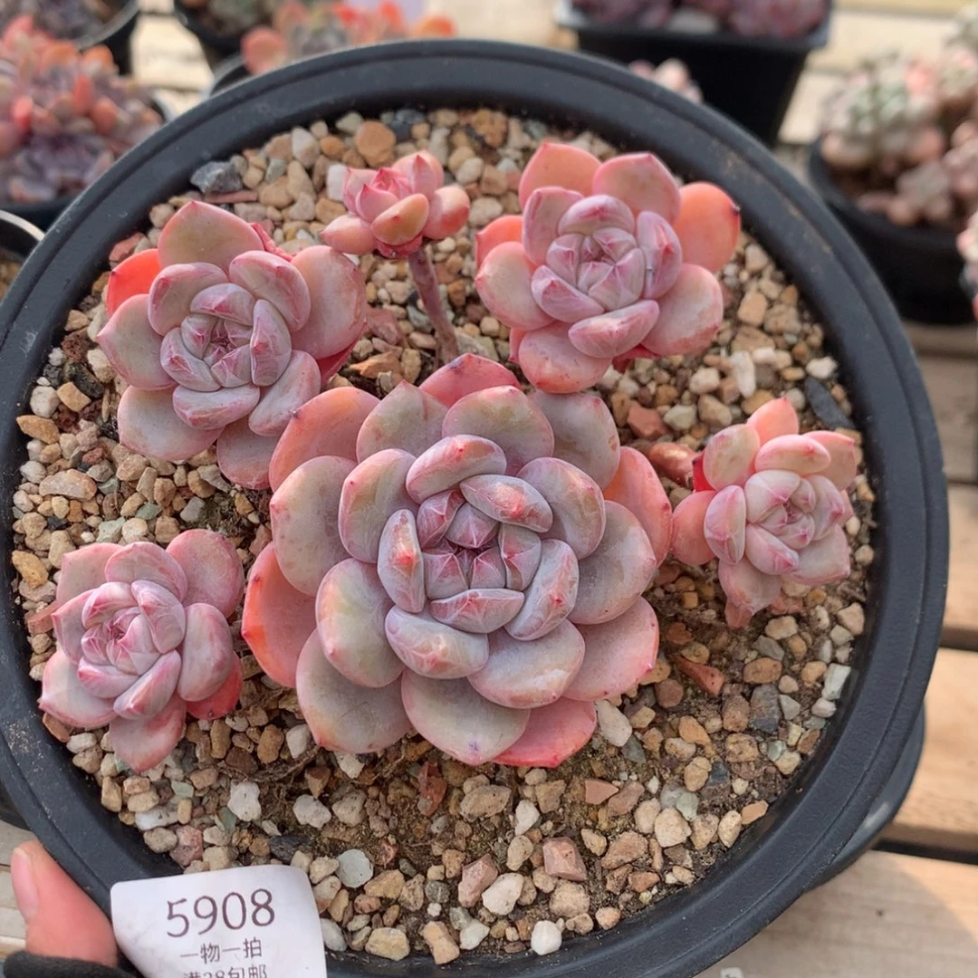 15厘米六头石榴籽 特价 无砍 5908