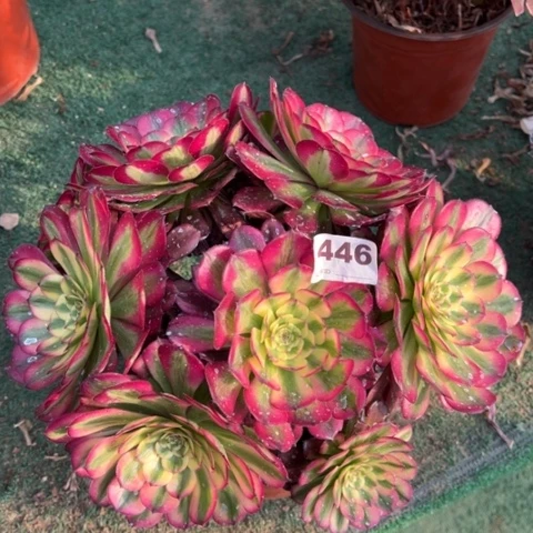 446维纳斯朵朵多肉，